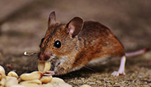 24 Hour & Emergency Exterminators in Pleasantville, TN
